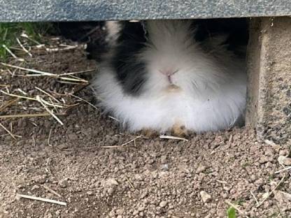 Bild 4:3 Goldschätze (Löwenköpfchen)