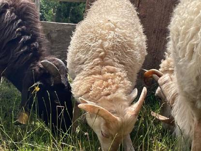 Bild 7:Ouessantschaf Widder