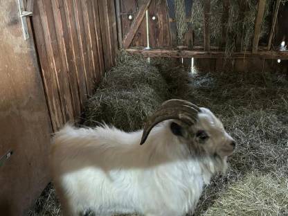 Bild 4:Zwerg-Ziegenbock