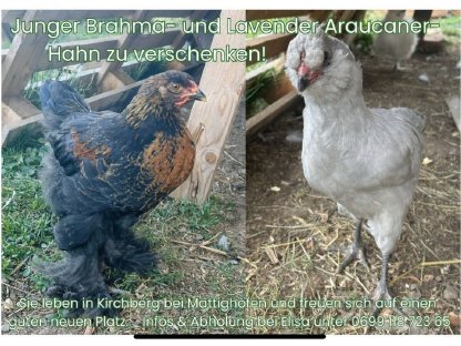 Brahma und Araucaner zu verschenken