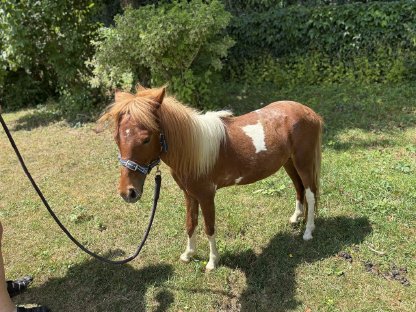 Bild 6:AMHA Hengst, 16 Monate alt