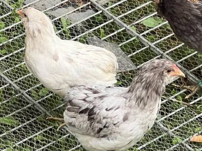 Bild 2:Araucaner Hühner - Splash