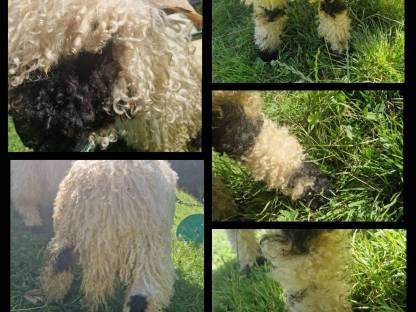 Bild 2:Schwarznasen Widder aus Hb-Betrieb