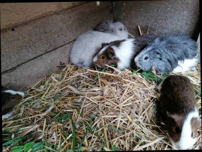 Zwerghasen,Meerschweinchen