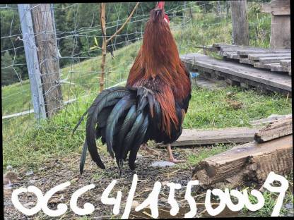 Bild 5:Altsteirer Hähne und Tagesküken