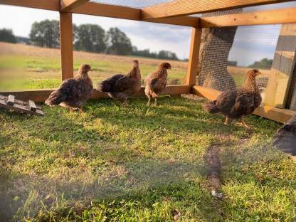 Bild 3:Bielefelder Kennhuhn