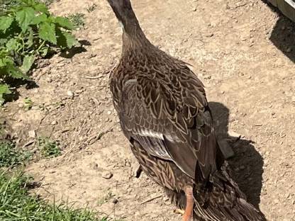 Bild 2:1 Laufenten-Erpel