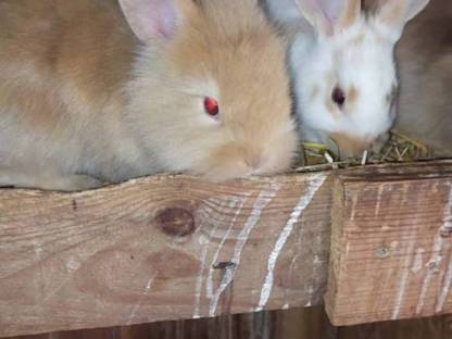 Bild 7:Hasen Satin und Löwenkopf