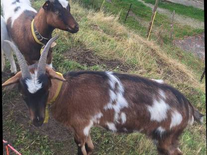 Bild 3:Steirische Gebirgsschecken