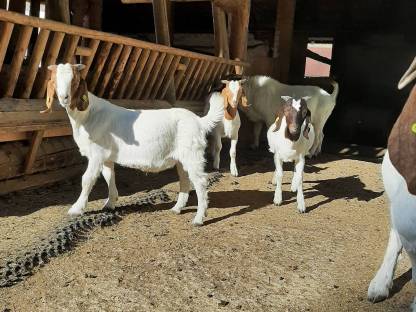 Bild 3:Bio-Burenziegenböcke aus HB-Betrieb
