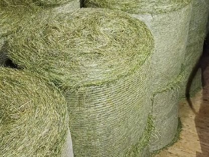 Heuballen 1. Schnitt