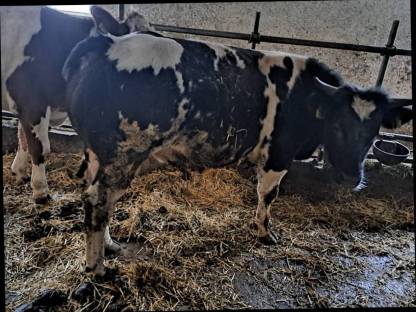 Stier