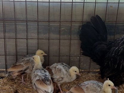 Bild 2:Schwarzflügelpfau  Verkauft