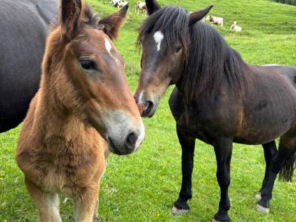Bild 4:Noriker Hengstfohlen