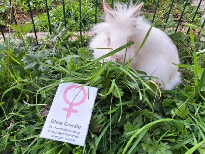 Bild 7:Junge, schöne Zwergkaninchen günstig abzugeben