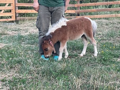 Bild 7:Minishetland Fohlen - Milo