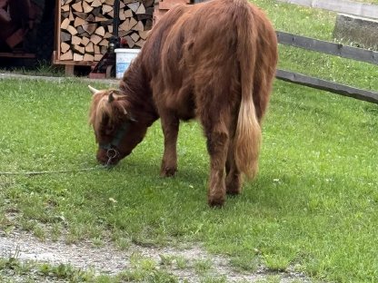 Bild 3:BIO Hochlandrinder Kalbin