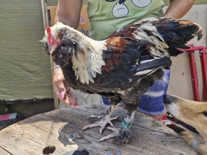 Bild 4:Deutsches Lachshuhn/Hähne