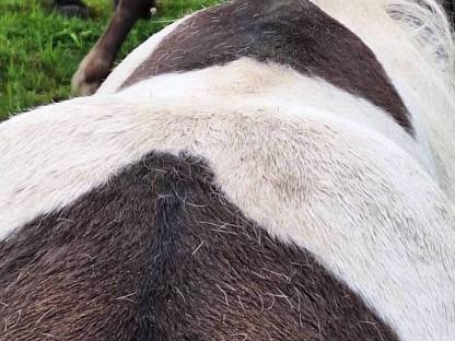 Bild 6:Jährling, Isländer-Stute, Islandpferde