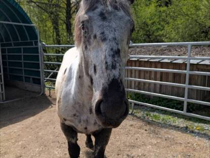 Bild 3:Noriker Stute und Jährling zu verkaufen
