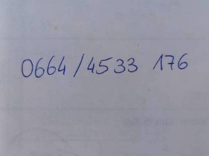 Bild 6:Noriker Zuchtstute, jährig