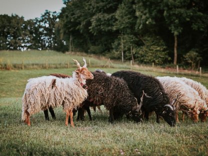 Bild 4:Ungarisches Zackelschaf - Lämmer, Jungwidder, Altschafe