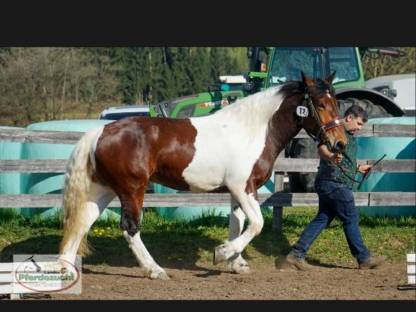 Bild 3:Noriker Stute
