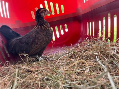 Bild 2:Goldhalshähne