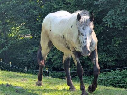 Bild 5:Noriker Stute und Jährling zu verkaufen