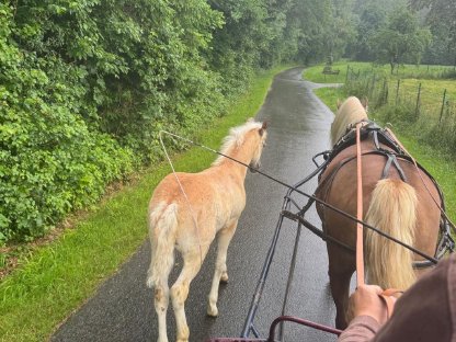 Bild 5:Haflingerstutfohlen