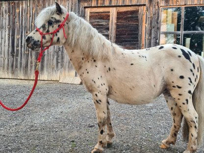 Mini Shetty-Stute sucht liebevolles Zuhause
