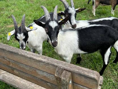 Bild 2:Pfauenziegenböcke