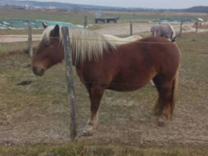 Bild 3:Noriker Fuchs Stute