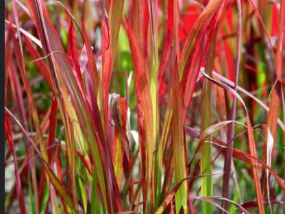 Blutgras
