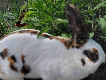 Rheinische Schecken, Kaninchen, mittelgroß, Fleischhasen