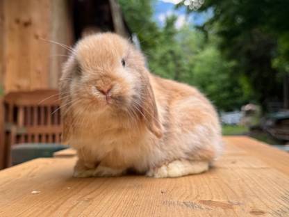 Bild 4:Minilops Zwergwidder