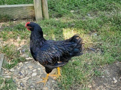 Bild 3:Große Barnevelder Hähne