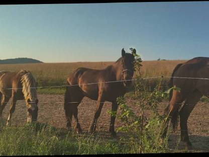 Bild 3:Noriker Fohlen Wallach Hengst Stuten