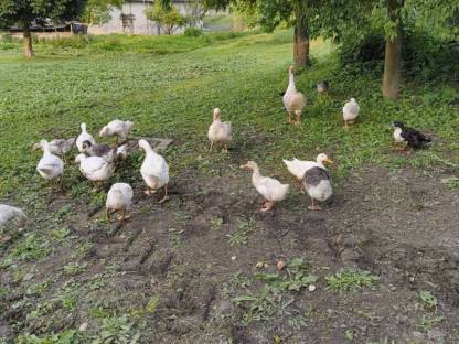 Verkaufe Laufenten, Erpel und Gänse