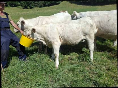 Bild 3:Charolais Kalbin