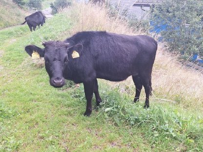 Bild 4:Dahomey Kühe