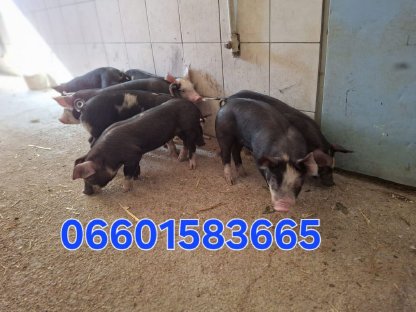 Verkaufen Berkshire x Pietrain und verschiedene Duroc Kreuz.