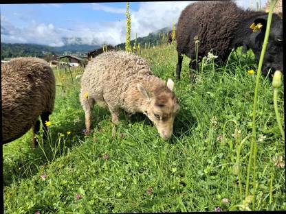 Bild 3:Quessantschafe