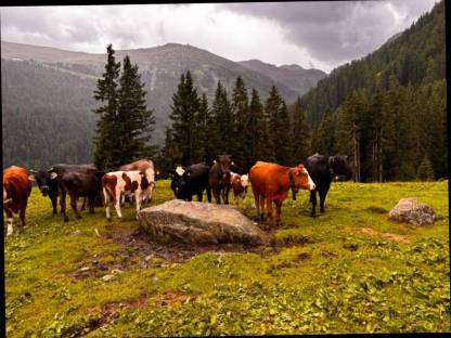 Bild 3:Wagyu und Fleckrinder in allen Altersklassen