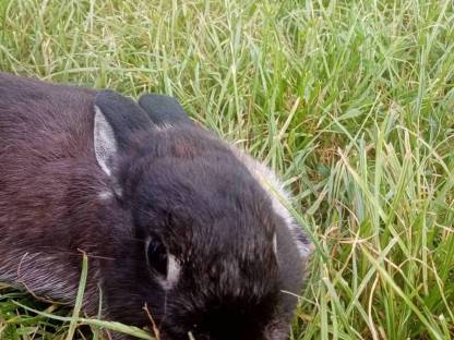 Bild 3:Zwergkaninchen