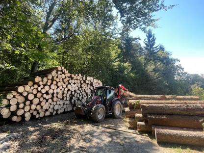 Bild 7:Holzschlägerung/Baumfällung