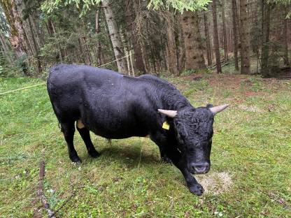 Tuxer Stier
