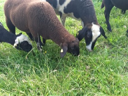 Jura Bock