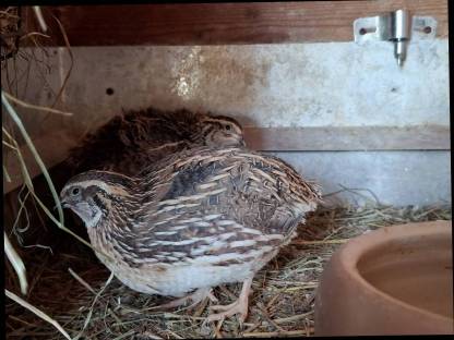 Bild 3:Wachtelpärchen