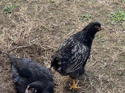 Barnevelder